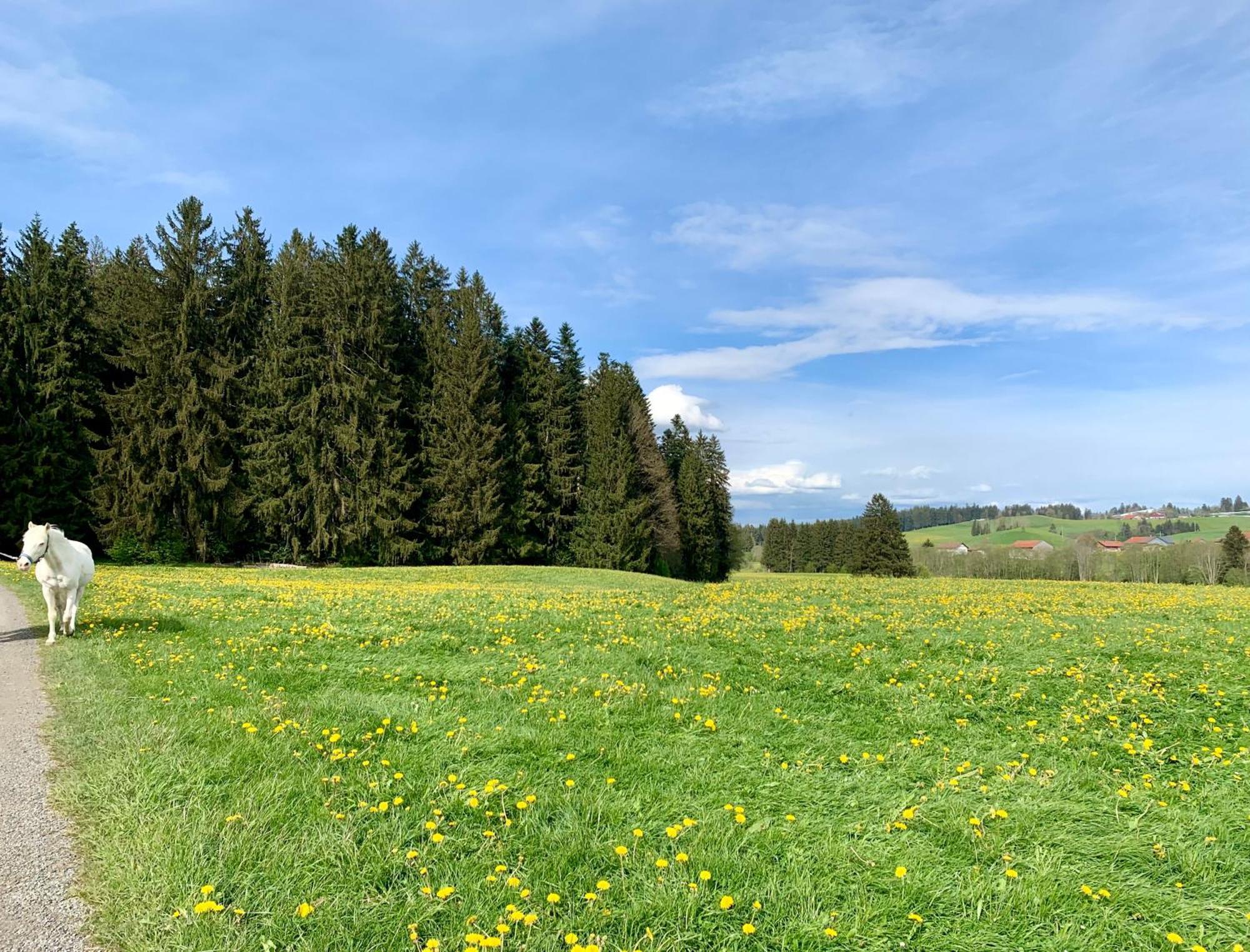 Lindners Hideaways - Bergnest Lodge - Bergblick Fewo 6 Pers Balkon Garten Hund Ski Unterkunft Luftkurort Oberreute Naehe Buchenegger Wasserfaelle Eistobel Bodensee Exteriör bild